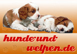 Hunde, Welpen